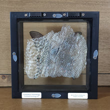 Load image into Gallery viewer, Alpine Black Swallowtail Butterfly Mounted on Snake Skin Shadow Box Frame
