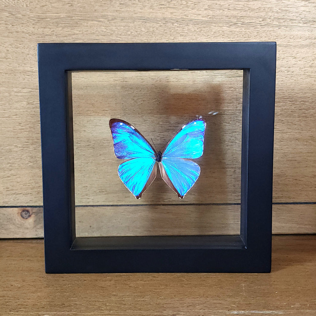 Agea Morpho Butterfly Shadow Box Frame