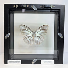 Load image into Gallery viewer, Common Wanderer Butterfly Shadow Box Frame
