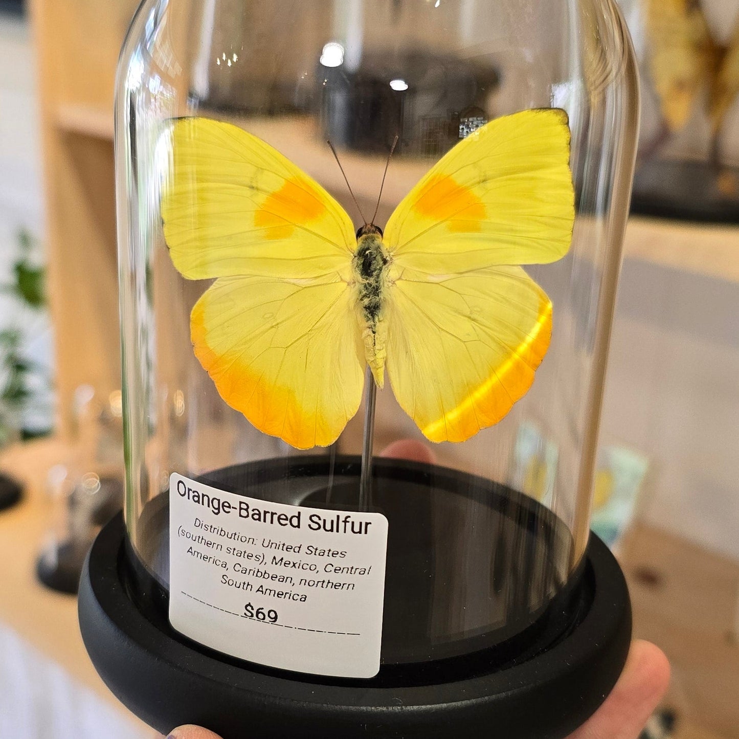 Orange-barred Sulfur