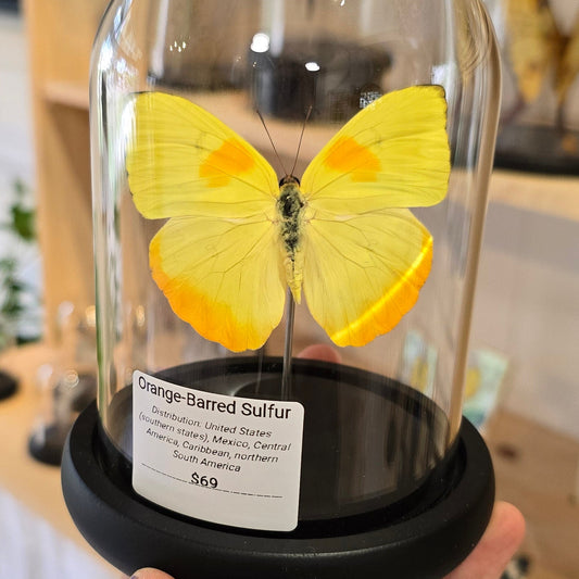 Orange-barred Sulfur