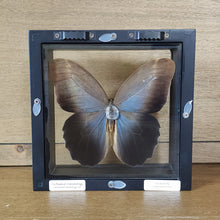 Load image into Gallery viewer, Owl Butterfly Shadow Box Frame
