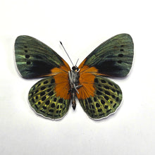Load image into Gallery viewer, Hewitson&#39;s Glory - Unmounted/Papered Specimen

