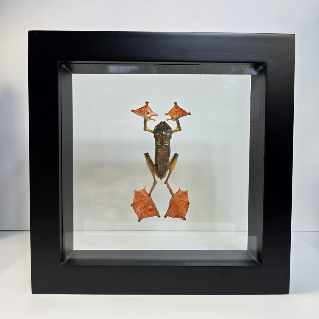 Harlequin Tree Frog Shadow Box Frame