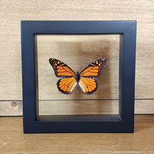 Load image into Gallery viewer, Monarch Butterfly Shadow Box Frame
