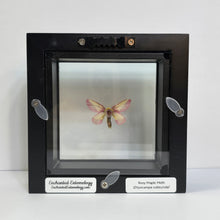 Load image into Gallery viewer, Rosy Maple Moth Shadow Box Frame
