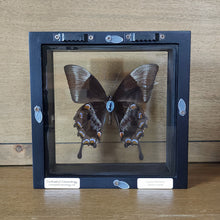 Load image into Gallery viewer, Ulysses Butterfly Shadow Box Frame Discounted
