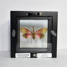 Load image into Gallery viewer, Lanternfly Shadow Box Frame
