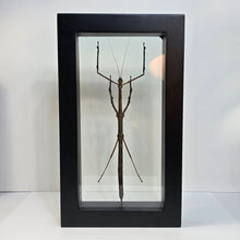 Load image into Gallery viewer, Stick Insect Shadow Box Frame
