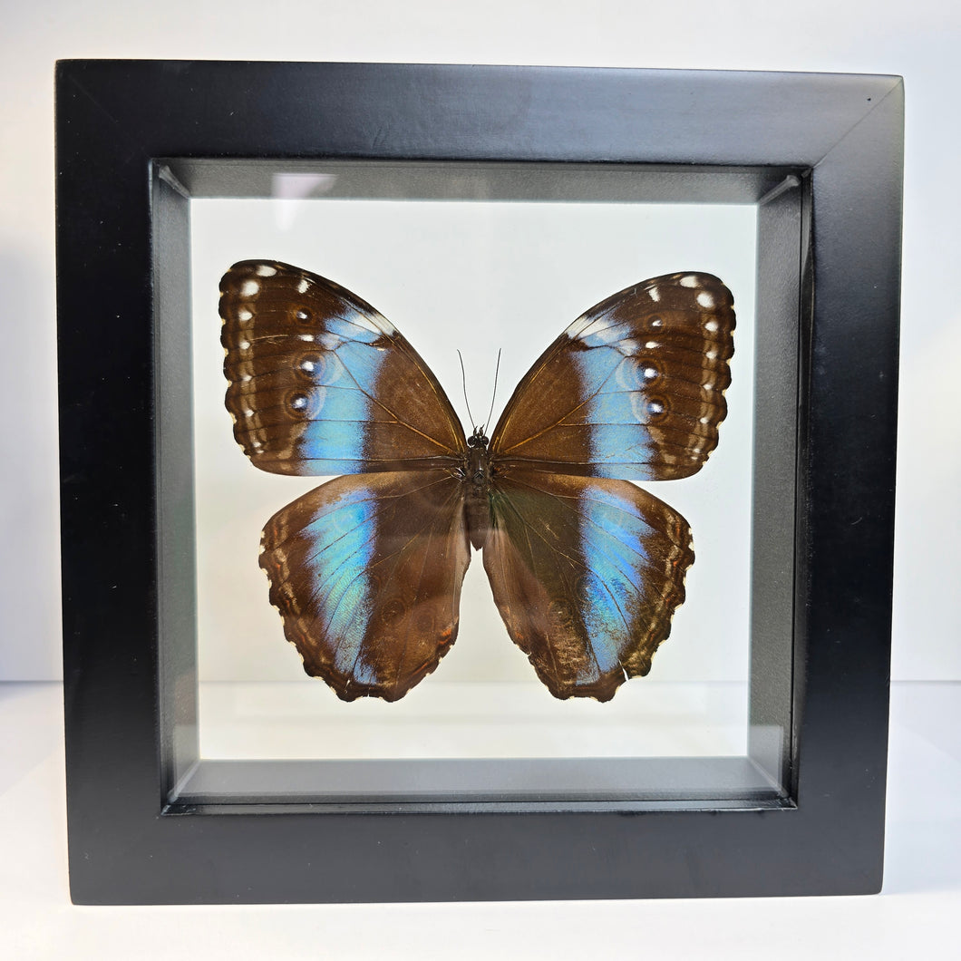 Blue-Banded Morpho Shadow Box Frame