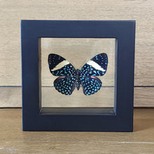 Load image into Gallery viewer, Turquoise Cracker Butterfly Shadow Box Frame
