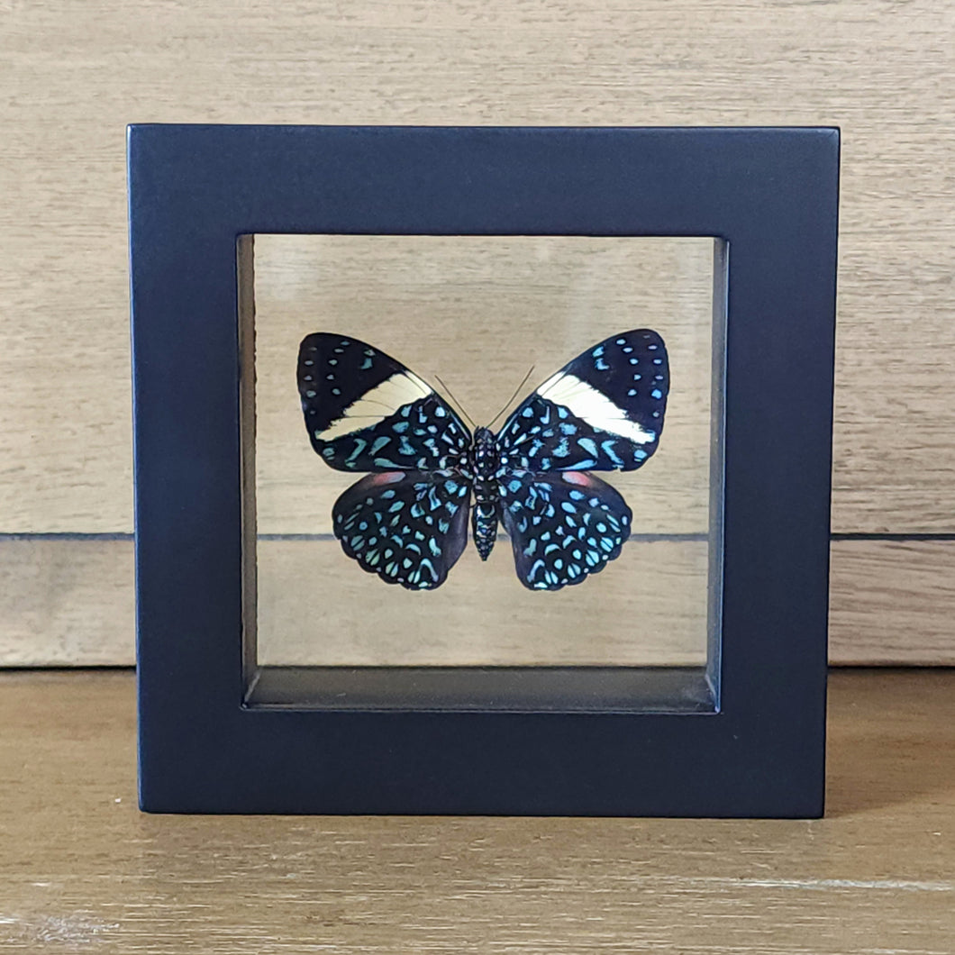 Turquoise Cracker Butterfly Shadow Box Frame