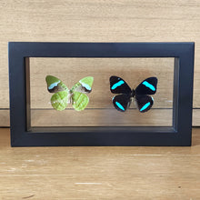 Load image into Gallery viewer, Hewitson&#39;s Olivewing Butterfly Pair Shadow Box Frame
