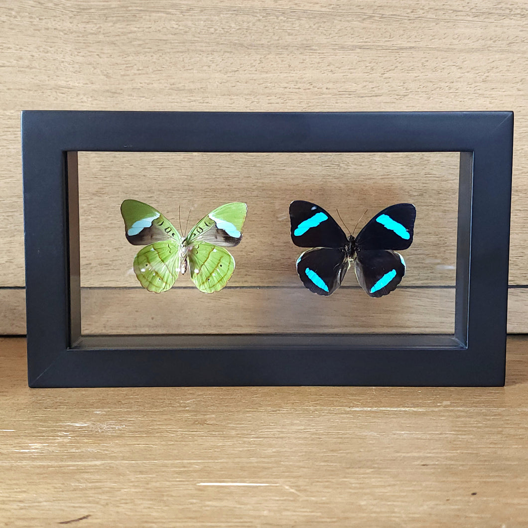 Hewitson's Olivewing Butterfly Pair Shadow Box Frame