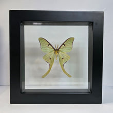 Load image into Gallery viewer, Luna Moth (Male) Shadow Box Frame
