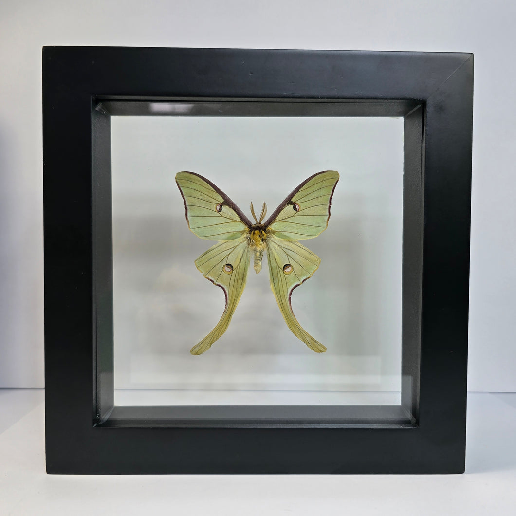 Luna Moth (Male) Shadow Box Frame