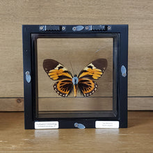 Load image into Gallery viewer, Tiger Butterfly Shadow Box Frame
