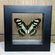 Load image into Gallery viewer, Malachite Butterfly Shadow Box Frame
