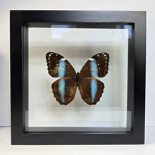 Load image into Gallery viewer, Blue-Banded Morpho Shadow Box Frame
