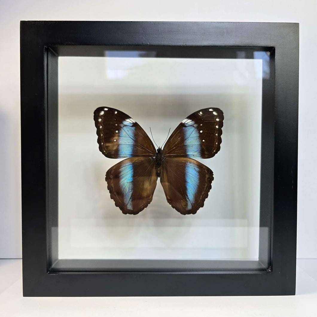 Blue-Banded Morpho Shadow Box Frame
