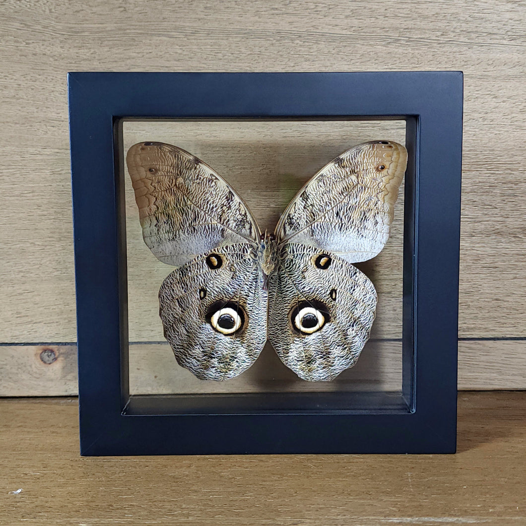 Owl Butterfly Shadow Box Frame