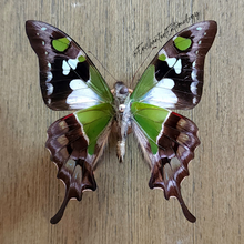 Load image into Gallery viewer, Purple Spotted Swallowtail - Unmounted Specimen
