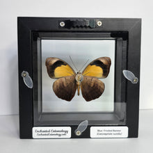 Load image into Gallery viewer, Blue-Frosted Banner Butterfly Shadow Box Frame
