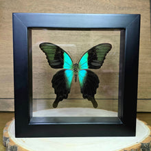 Load image into Gallery viewer, Swift Peacock Swallowtail Butterfly Shadow Box Frame
