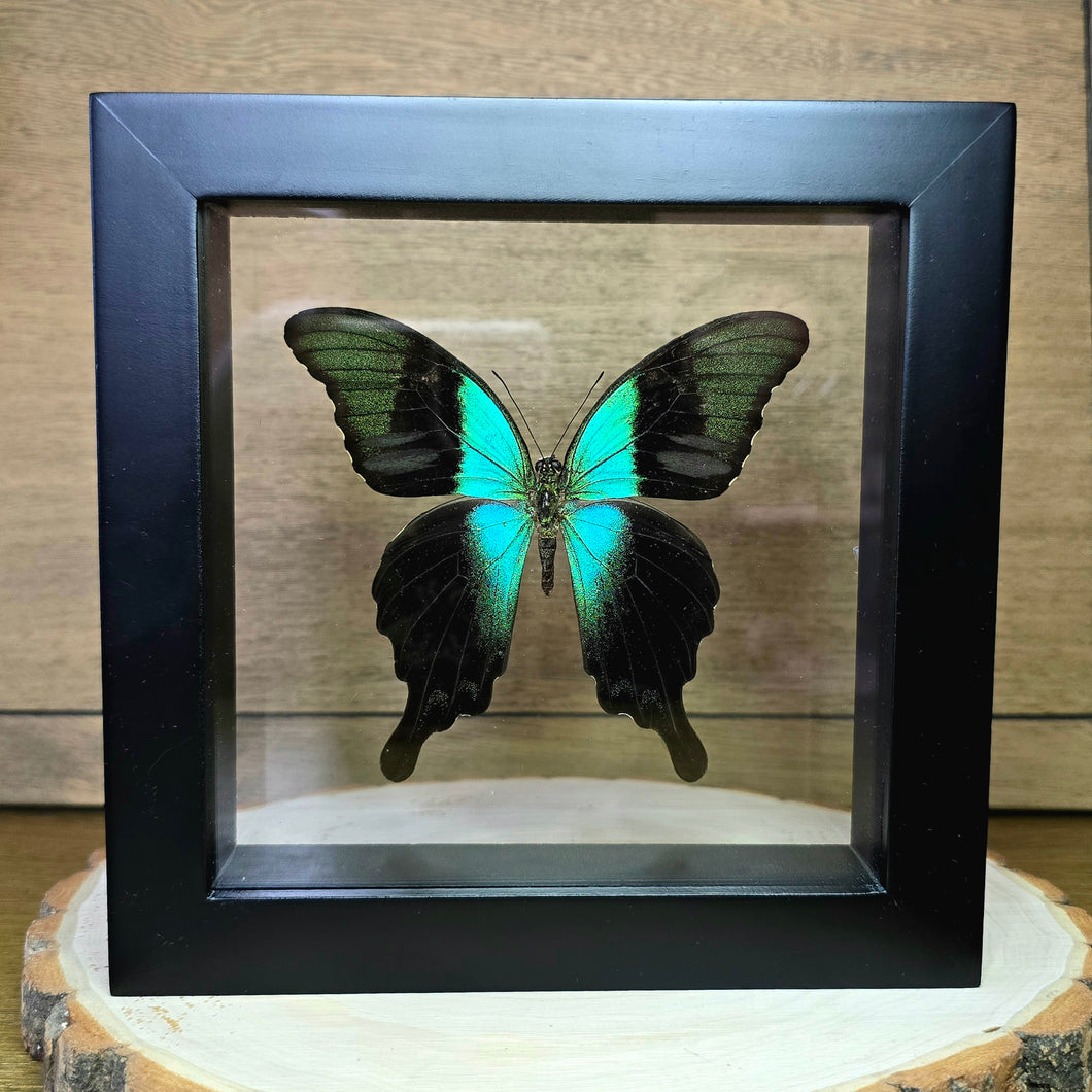 Swift Peacock Swallowtail Butterfly Shadow Box Frame