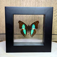 Load image into Gallery viewer, Cyan Emperor Butterfly Shadow Box Frame
