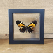 Load image into Gallery viewer, Tiger Butterfly Shadow Box Frame
