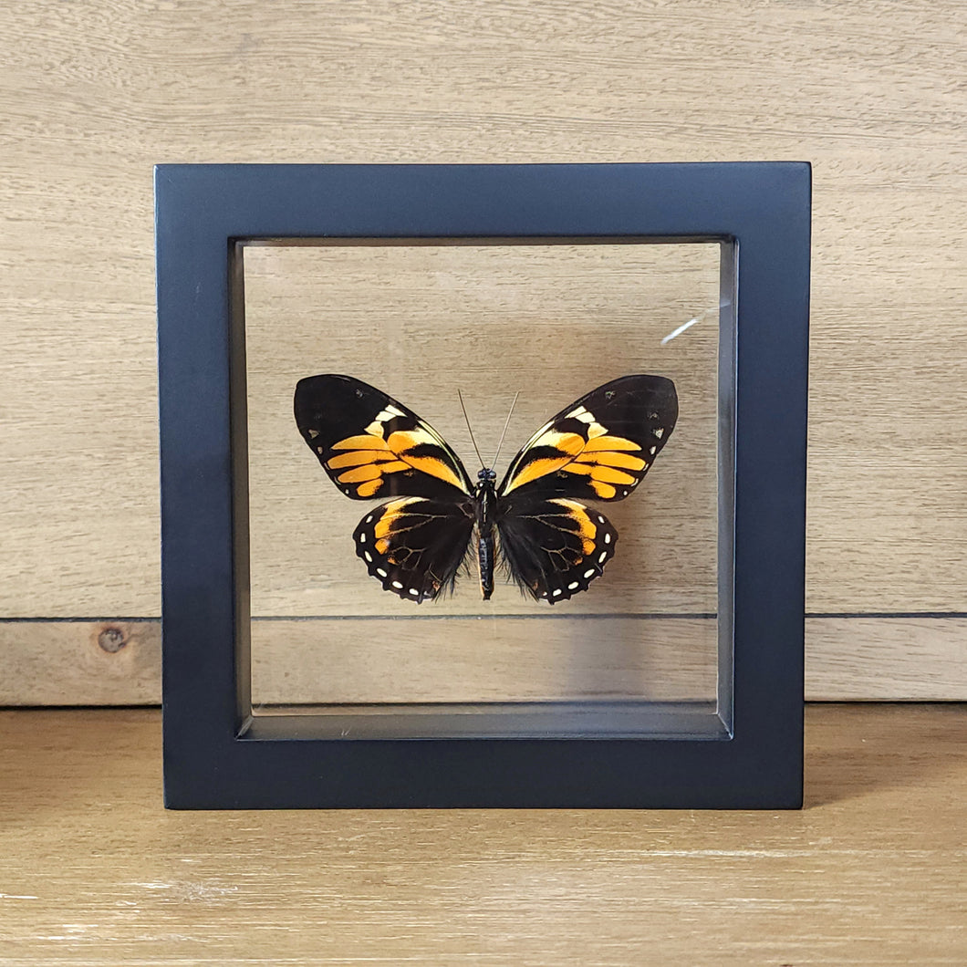 Tiger Butterfly Shadow Box Frame