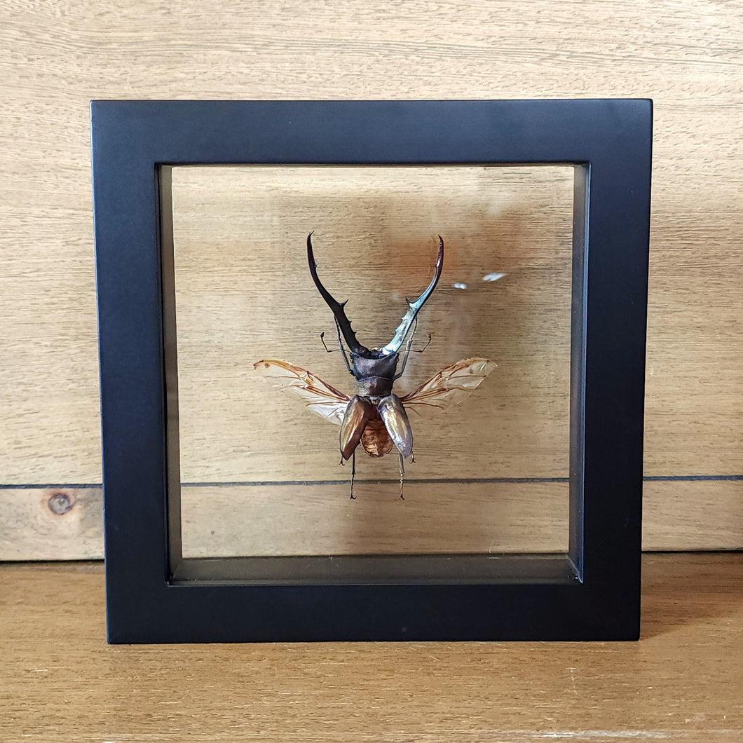 Metallic Stag Beetle Shadow Box Frame