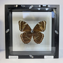 Load image into Gallery viewer, Blue-Banded Morpho Shadow Box Frame

