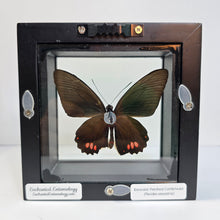 Load image into Gallery viewer, Emerald Cattleheart Butterfly Shadow Box Frame
