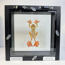 Load image into Gallery viewer, Harlequin Tree Frog Shadow Box Frame
