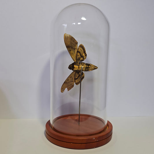Greater Death's Head Moth Cloche Dome
