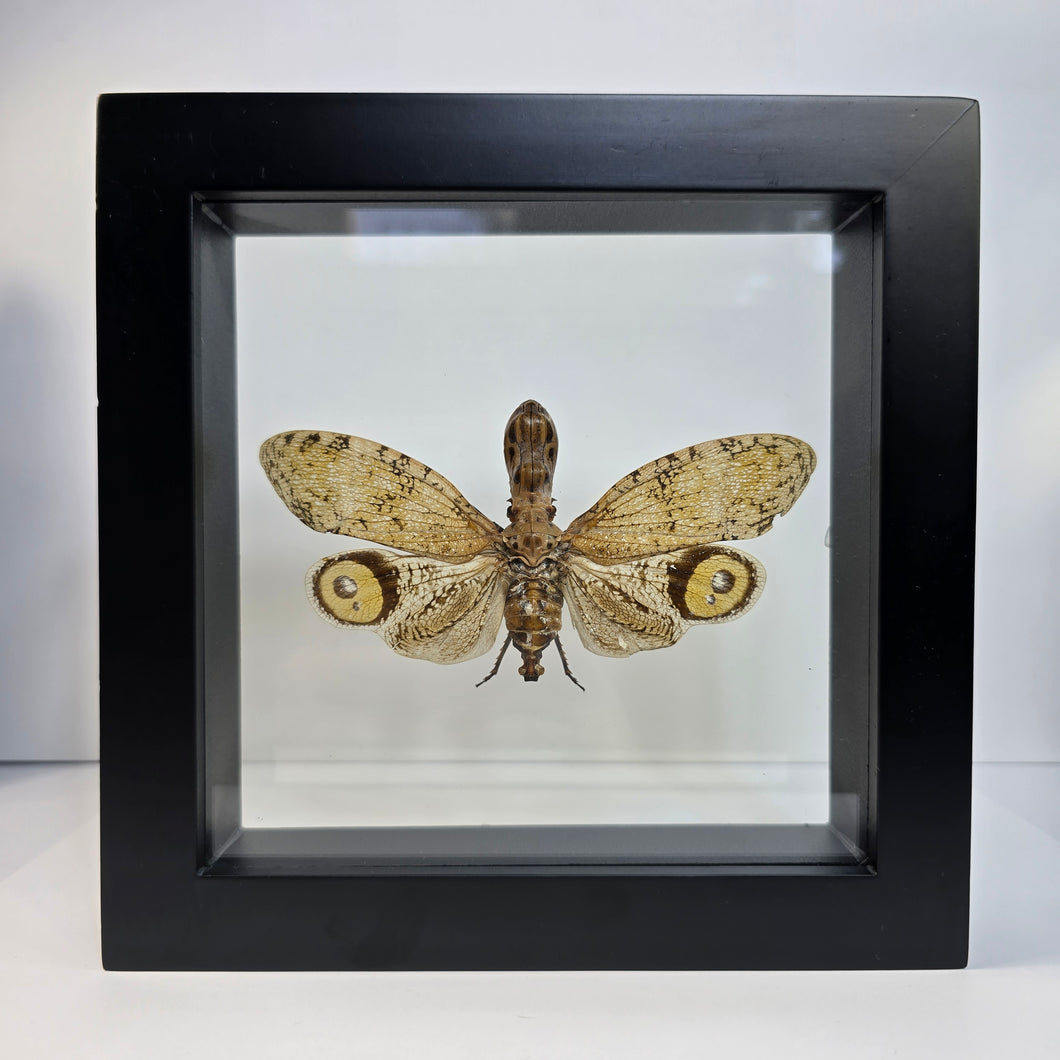 Peanut-headed Lanternfly Shadow Box Frame