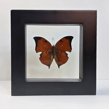 Load image into Gallery viewer, Cramer&#39;s Leafwing Butterfly Shadow Box Frame
