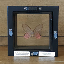 Load image into Gallery viewer, Blushing Phantom Butterfly Shadow Box Frame
