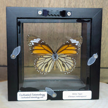 Load image into Gallery viewer, White Tiger Butterfly Shadow Box Frame
