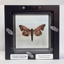 Load image into Gallery viewer, One-Eyed Sphinx Moth Shadow Box Frame
