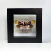 Load image into Gallery viewer, Lanternfly Shadow Box Frame
