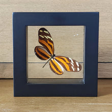 Load image into Gallery viewer, Isabella Longwing Butterfly Shadow Box Frame
