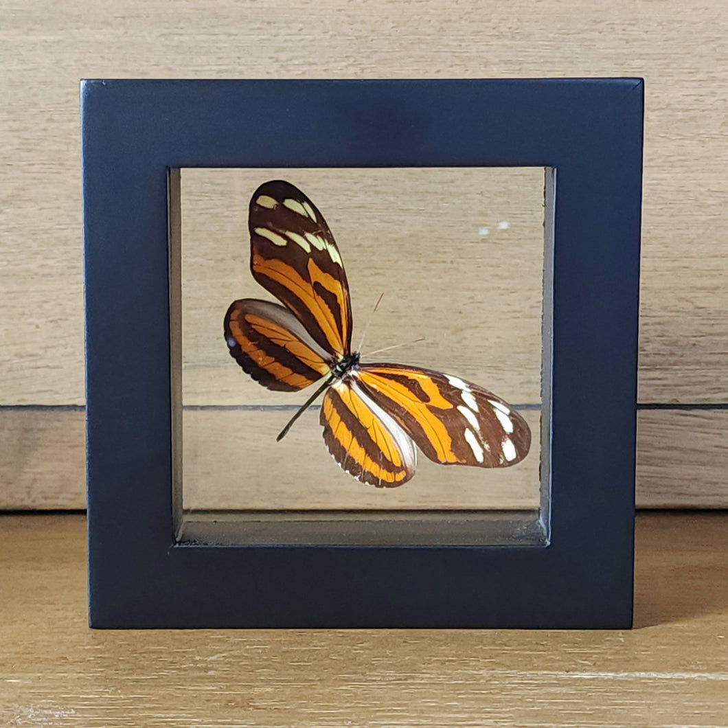 Isabella Longwing Butterfly Shadow Box Frame