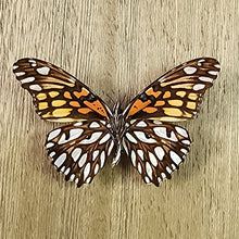 Load image into Gallery viewer, Mexican Silverspot - Unmounted Specimen
