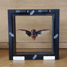 Load image into Gallery viewer, Batwing Cicada Shadow Box Frame
