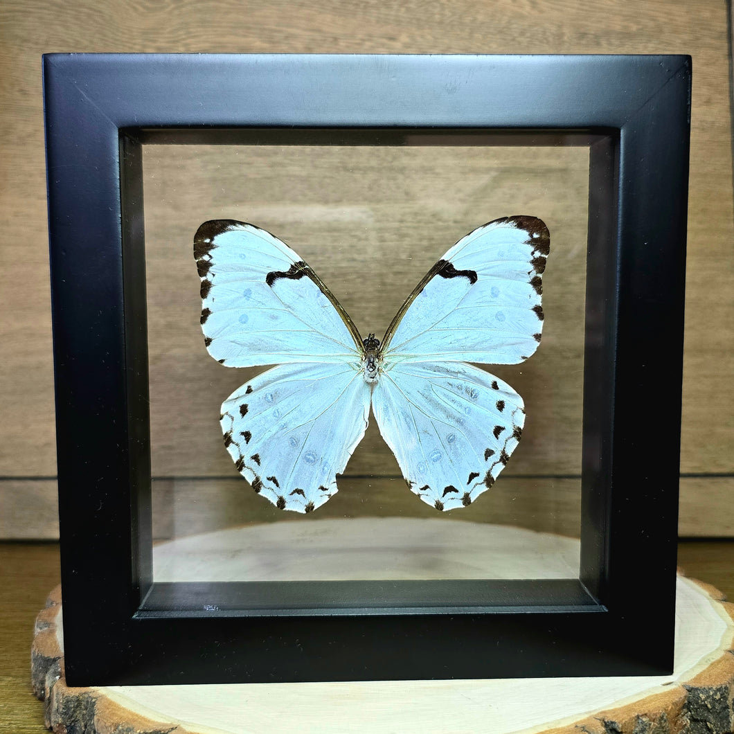 Mint Morpho Butterfly Shadow Box Frame