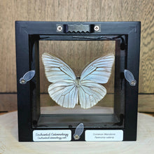 Load image into Gallery viewer, Common Wanderer Butterfly Shadow Box Frame
