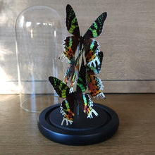 Load image into Gallery viewer, Madagascan Sunset Moths
